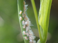 Neoprociphilus aceris