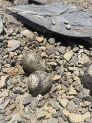 Charadrius tricollaris