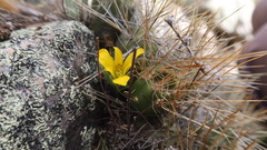 Alstroemeria pygmaea