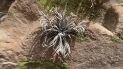 Tillandsia capillaris