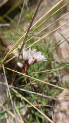 Nothoscordum andicola