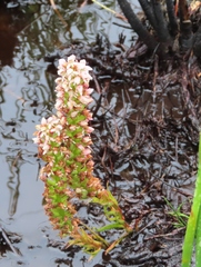 Disa obtusa hottentotica