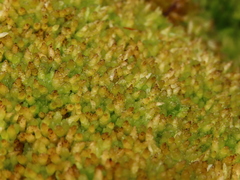 Sphagnum perichaetiale