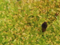 Sphagnum perichaetiale