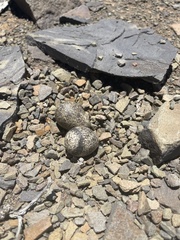 Charadrius tricollaris