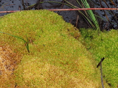 Sphagnum perichaetiale