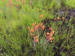 Watsonia zeyheri