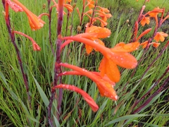 Watsonia zeyheri