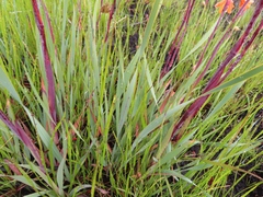Watsonia zeyheri