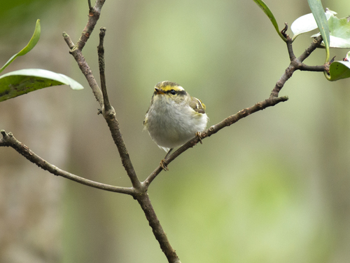 Mosquitero de Pallas (Phylloscopus proregulus)