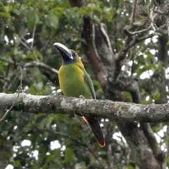 Aulacorhynchus prasinus caeruleogularis