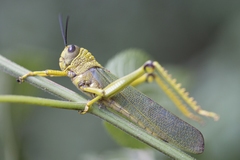 Tropidacris cristata grandis
