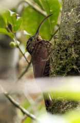 Campylorhamphus pusillus