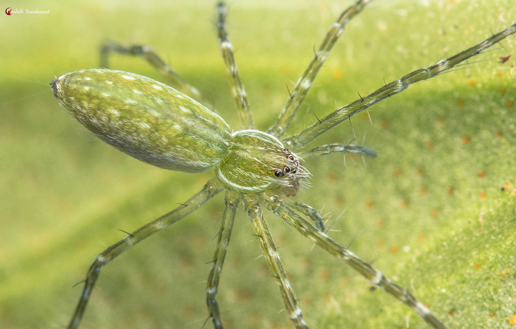 Leaf-running Spiders