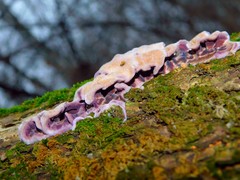 Chondrostereum purpureum