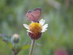 Hemiargus hanno