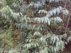 Drypetes lateriflora