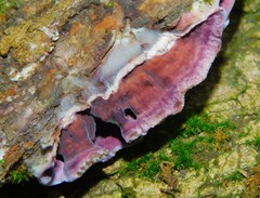 Chondrostereum purpureum