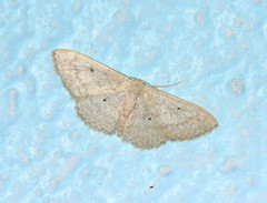 Scopula benitaria