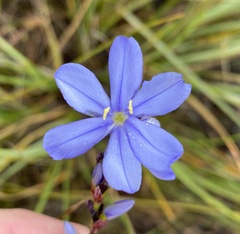 Aristea racemosa