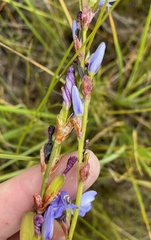 Aristea racemosa
