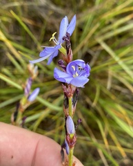Aristea racemosa