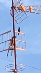 Turdus merula