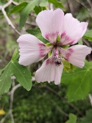 Malva acerifolia
