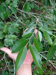 Drypetes lateriflora