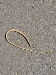 Chamaesaura macrolepis