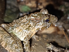 Fejervarya cancrivora