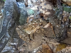 Fejervarya cancrivora