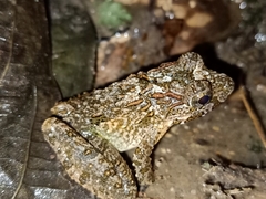 Fejervarya cancrivora