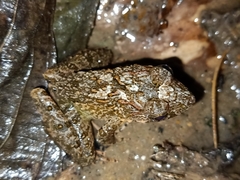 Fejervarya cancrivora