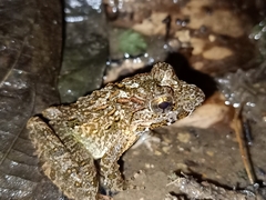 Fejervarya cancrivora
