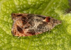 Olethreutes brevirostratum