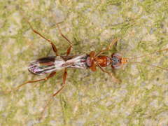 Dryinus collaris