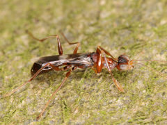 Dryinus collaris