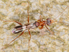 Dryinus collaris