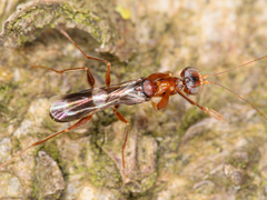 Dryinus collaris