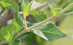 Afrocanthium