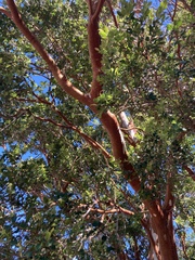 Luma apiculata