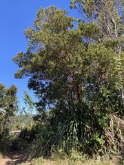 Luma apiculata