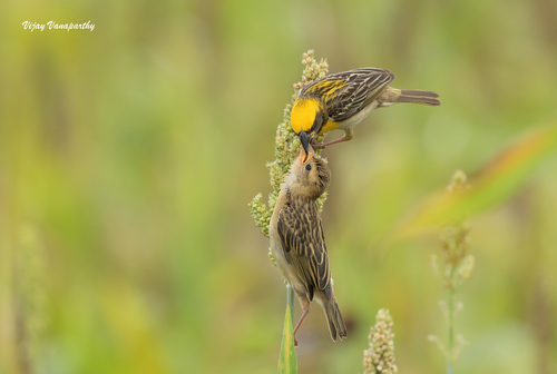 Baya Weaver (Ploceus philippinus), photo 7