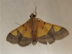 Endocrossis flavibasalis