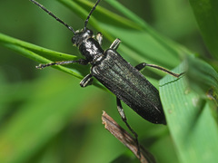 Anogcodes fulvicollis