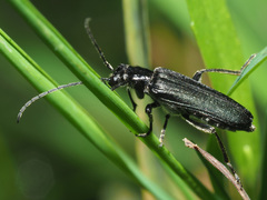 Anogcodes fulvicollis