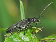 Anogcodes fulvicollis