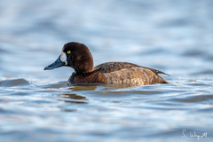 Media resource of Aythya affinis