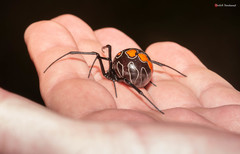 Latrodectus umbukwane